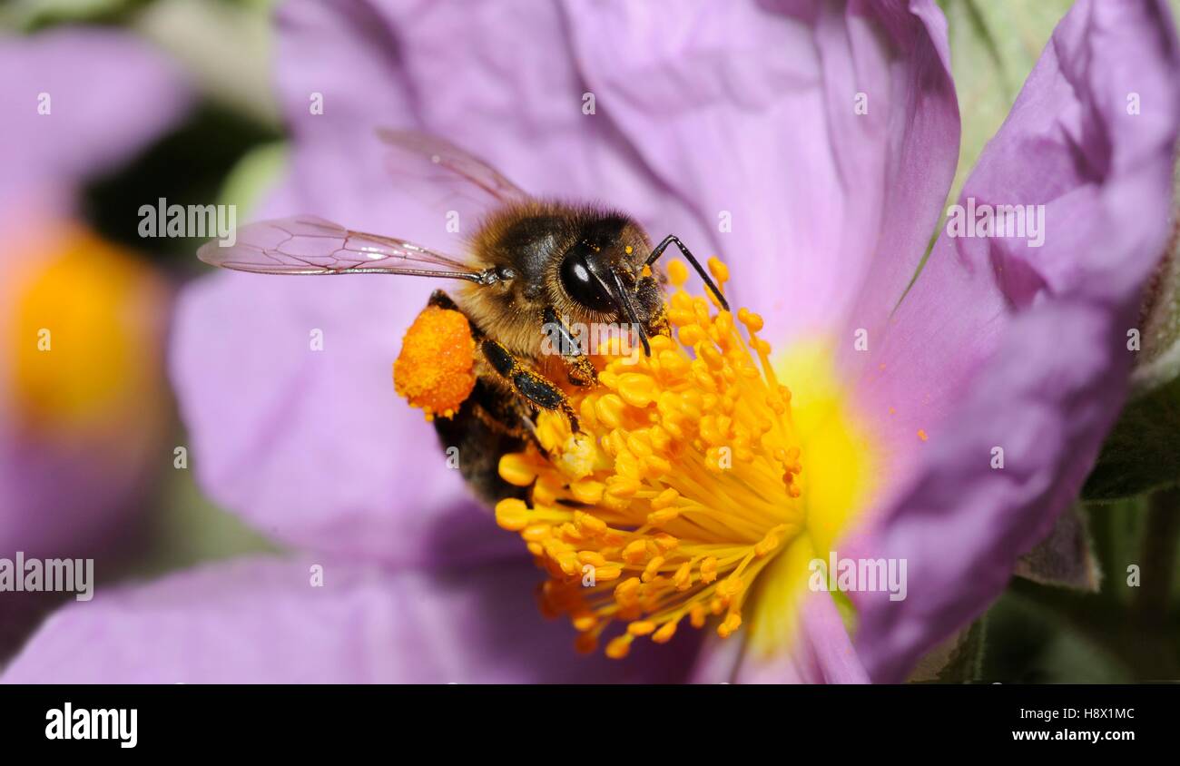 Honey Bee (Apis mellifera) on Cistus 2015 May 23 Northern Vosges Regional Nature Park France ranked World Biosphere Reserve by Stock Photo