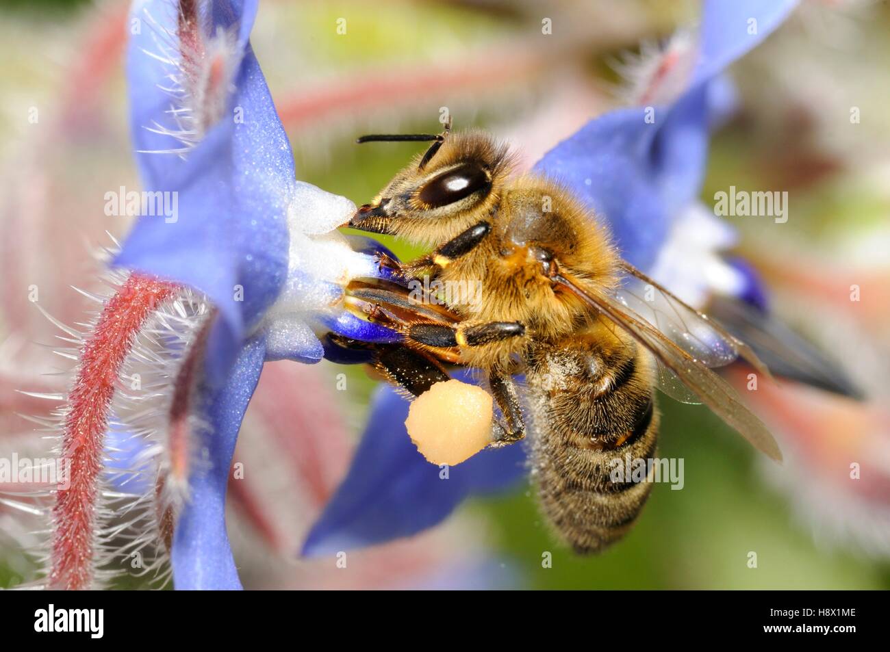 Honey Bee (Apis mellifera) on Borage 2015 May 12 Northern Vosges Regional Nature Park France ranked World Biosphere Reserve by Stock Photo
