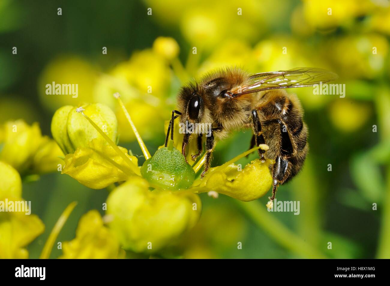 Honey Bee (Apis mellifera) licking the nectar on Rue (Ruta chapelensis), 2015 June 16, Alpes Stock Photo