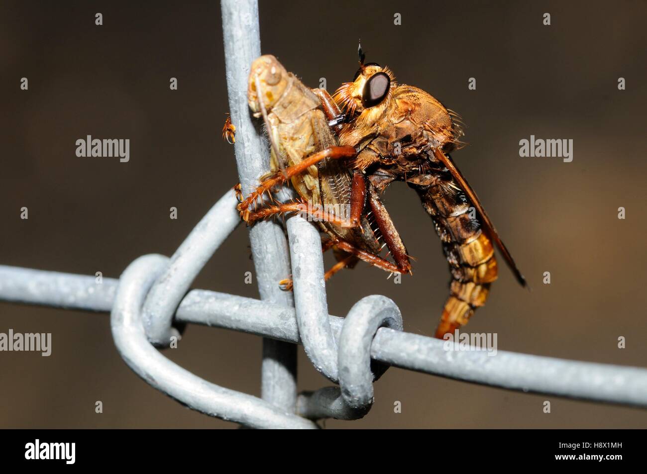 Hornet robberfly (Asilus crabroniformis) eating a grasshopper on a fence 2015 August 08 Northern Vosges Regional Nature Park Stock Photo