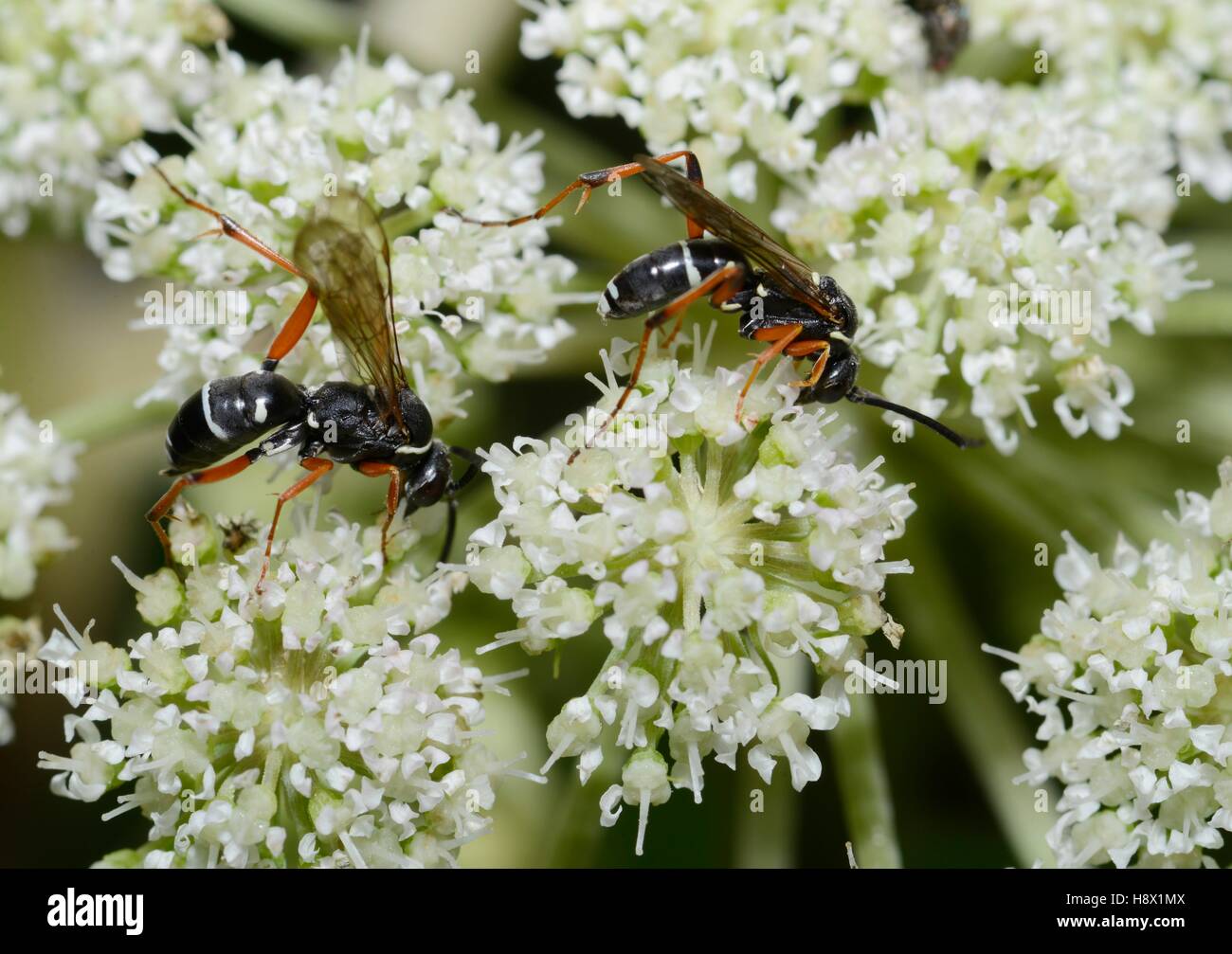 Spider Wasp (Ceropales maculata) female on umbellifera 2015 August 08 Northern Vosges Regional Nature Park France ranked World Stock Photo