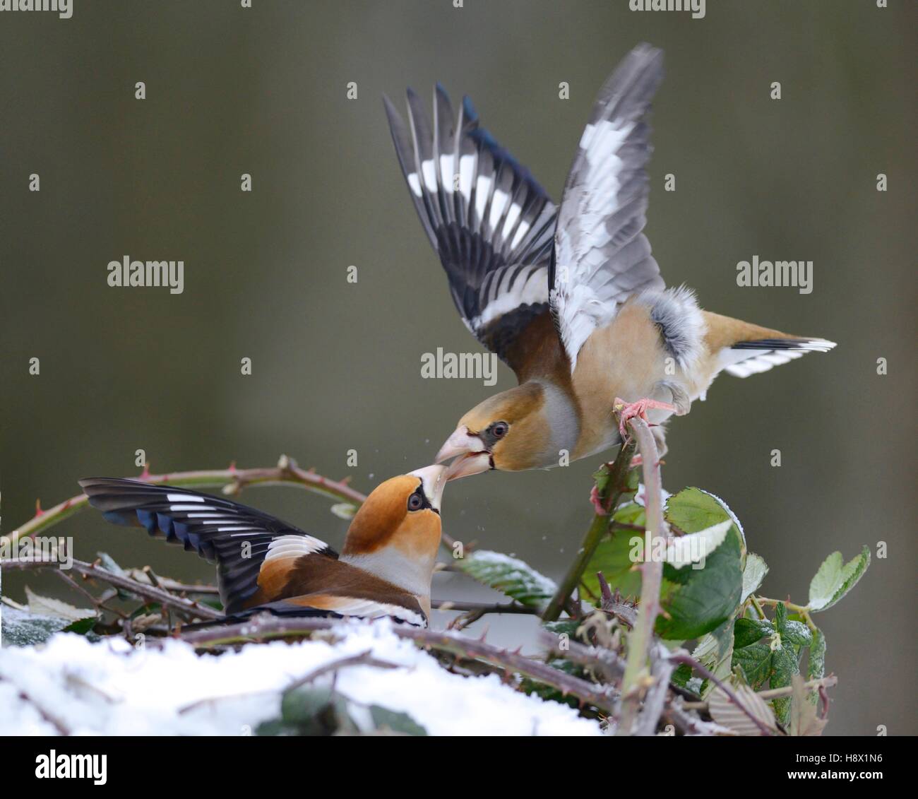 Fight between Hawfinches (Coccothraustes coccothraustes) male and female 19 January 2016 Northern Vosges Regional Nature Park Stock Photo
