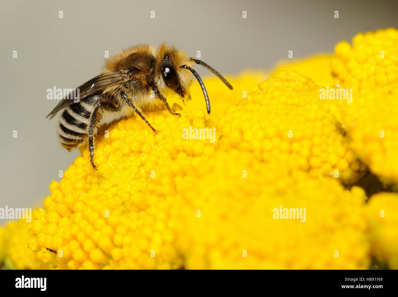 Plasterer Bee (Colletes daviesanus) on Tansy (Tanacetum vulgare) 2015 July 16 Northern Vosges Regional Nature Park France Stock Photo