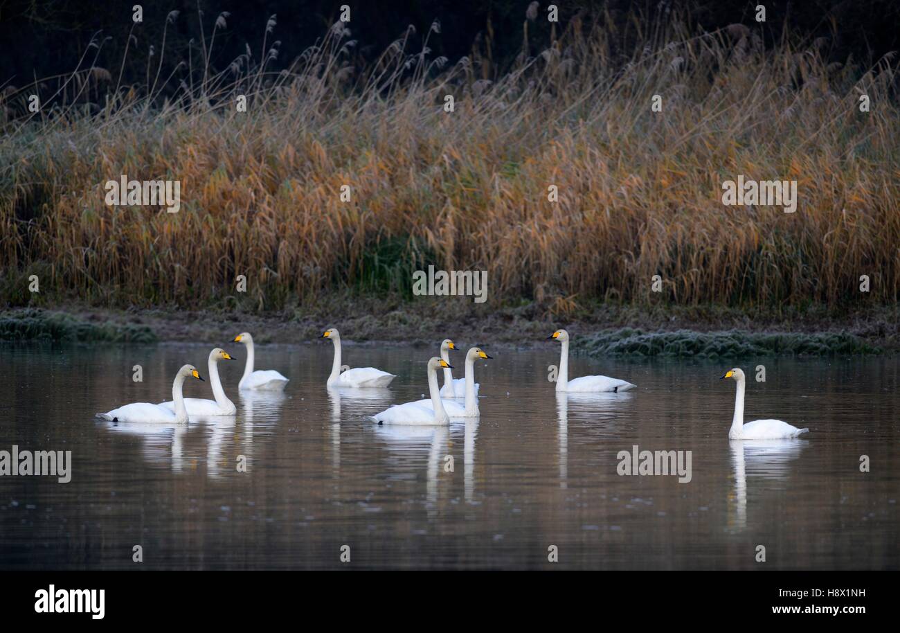 Whooper Swan (Cygnus Cygnus), 24 November 2015, Sauer Delta, Munchhausen, Nature Reserve of Delta Sauer, Alsace, France Stock Photo