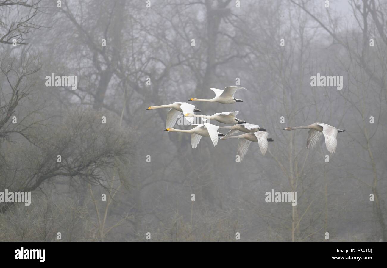 Whooper Swan Flight (Cygnus Cygnus), 24 November 2015, Sauer Delta, Munchhausen, Nature Reserve of Delta Sauer, Alsace, France Stock Photo