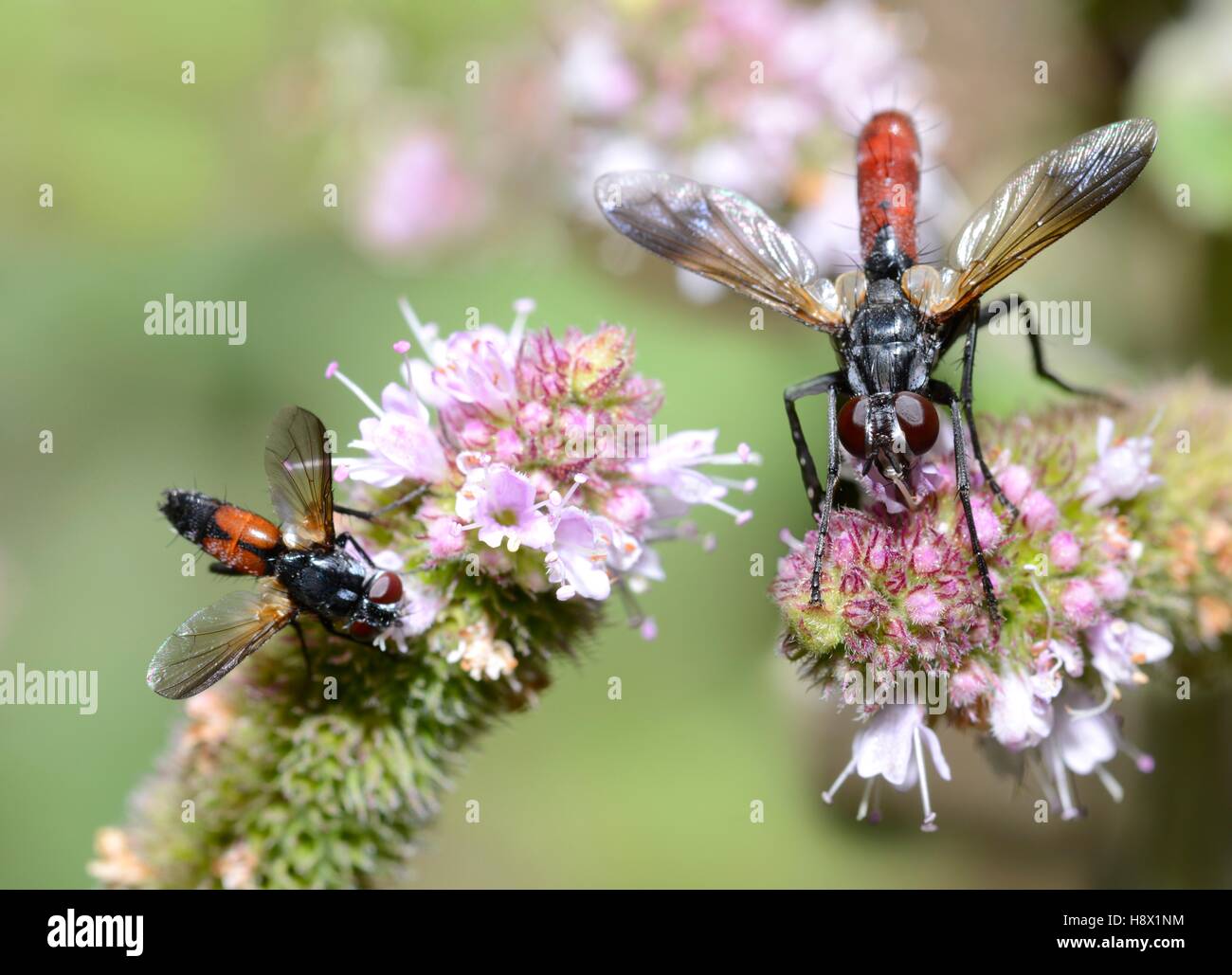 Tachinid Flies (Cylindromyia pusilla) and (Cylindromyia bicolor) on mint September 09 2015 the Northern Vosges Regional Park Stock Photo