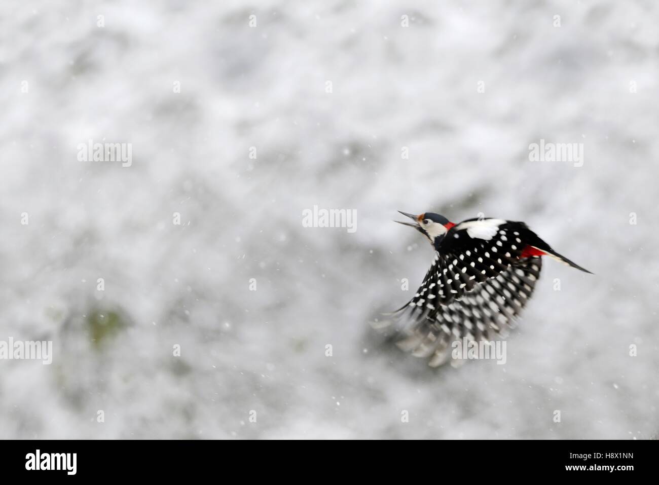 Great Spotted Woodpecker (Dendrocopos major) male in flight under snow 2016 January 15 Northern Vosges Regional Nature Park Stock Photo