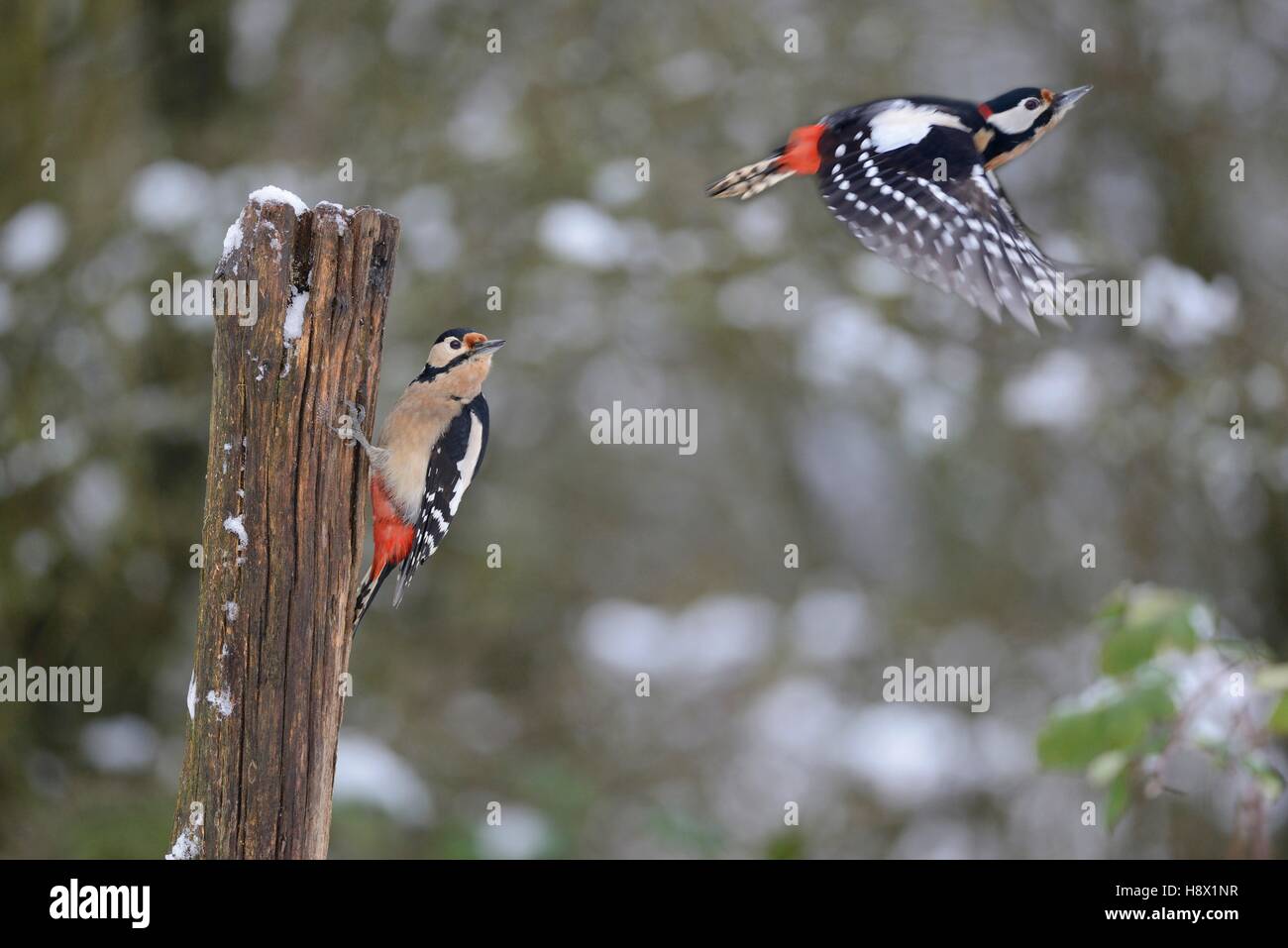 Great Spotted Woodpeckers (Dendrocopos major) 19 January 2016 Northern Vosges Regional Nature Park declared a World Biosphere Stock Photo