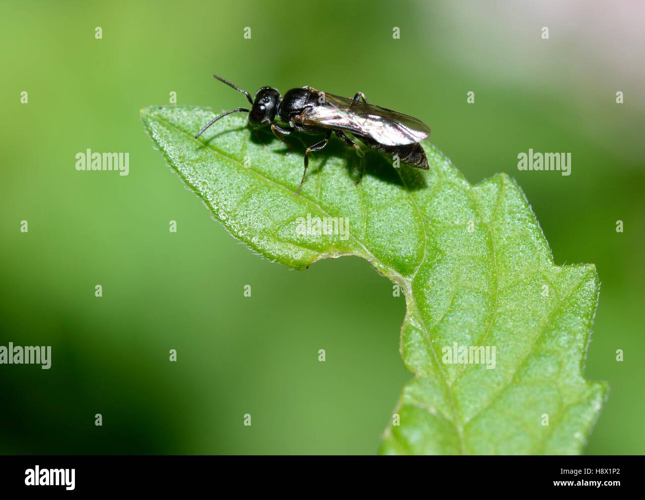 Melancholy Black Wasp (Diodontus tristis) 10 September 2015 Northern Vosges Regional Nature Park France ranked World Biosphere Stock Photo