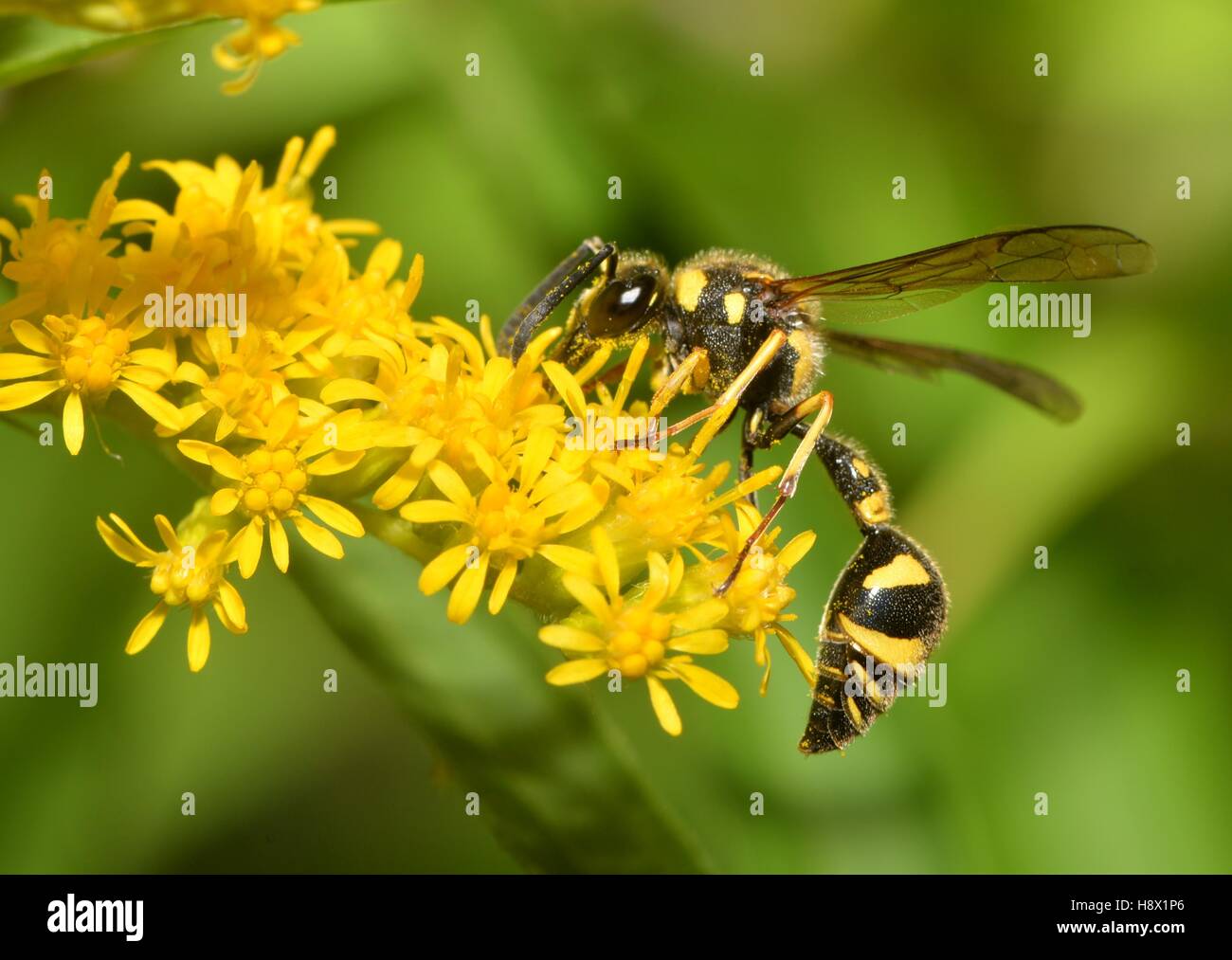 Potter Wasp (Eumenes pedunculatus) female on goldenrod 2015 August 20 Northern Vosges Regional Nature Park France ranked World Stock Photo