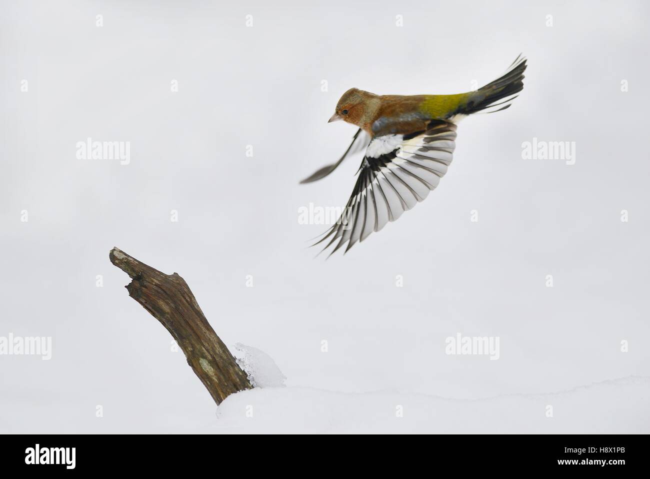 Chaffinch (Fringilla coelebs) in flight in the snow 2016 January 20 Northern Vosges Regional Nature Park declared a World Stock Photo