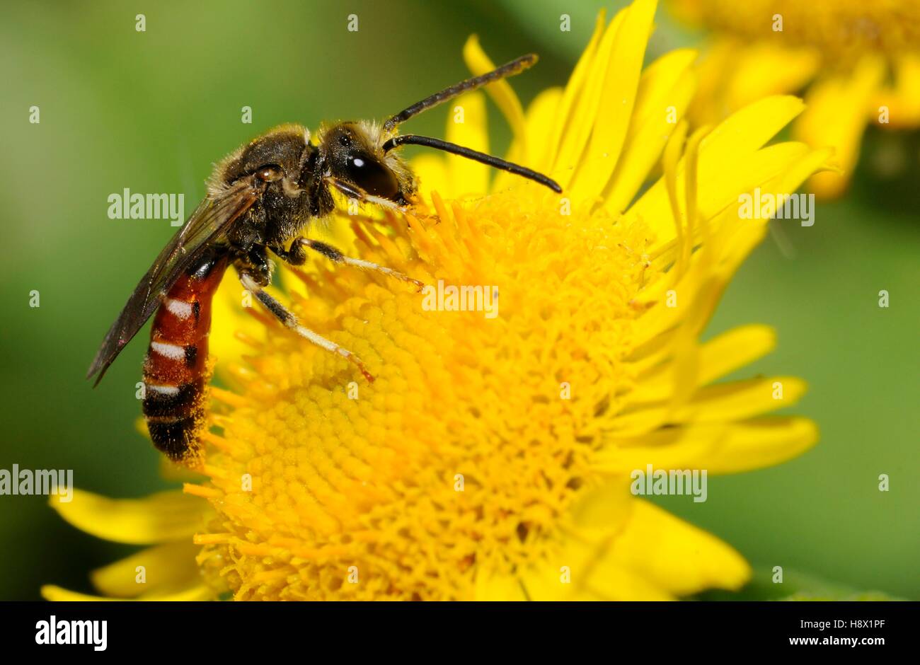 Sweat Bee (Halictus calceatus) on male (Pulicaria dysenterica) 2015 August 01 Northern Vosges Regional Nature Park France Stock Photo