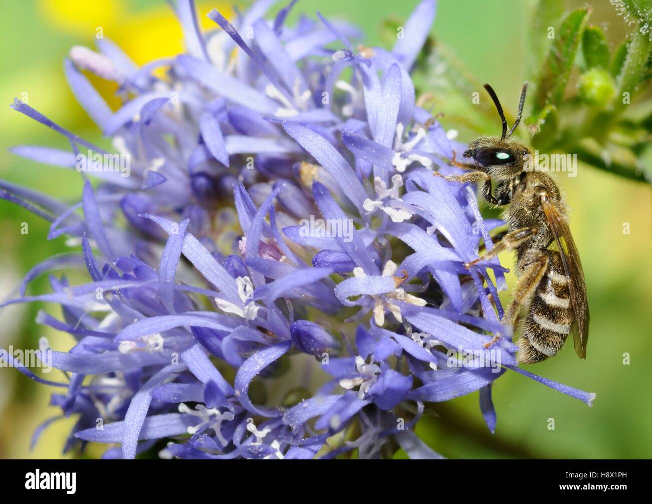 Sweat Bee (Halictus confusus) female on Jasione (Jasione montana) 2015 July 02 Northern Vosges Regional Nature Park France Stock Photo