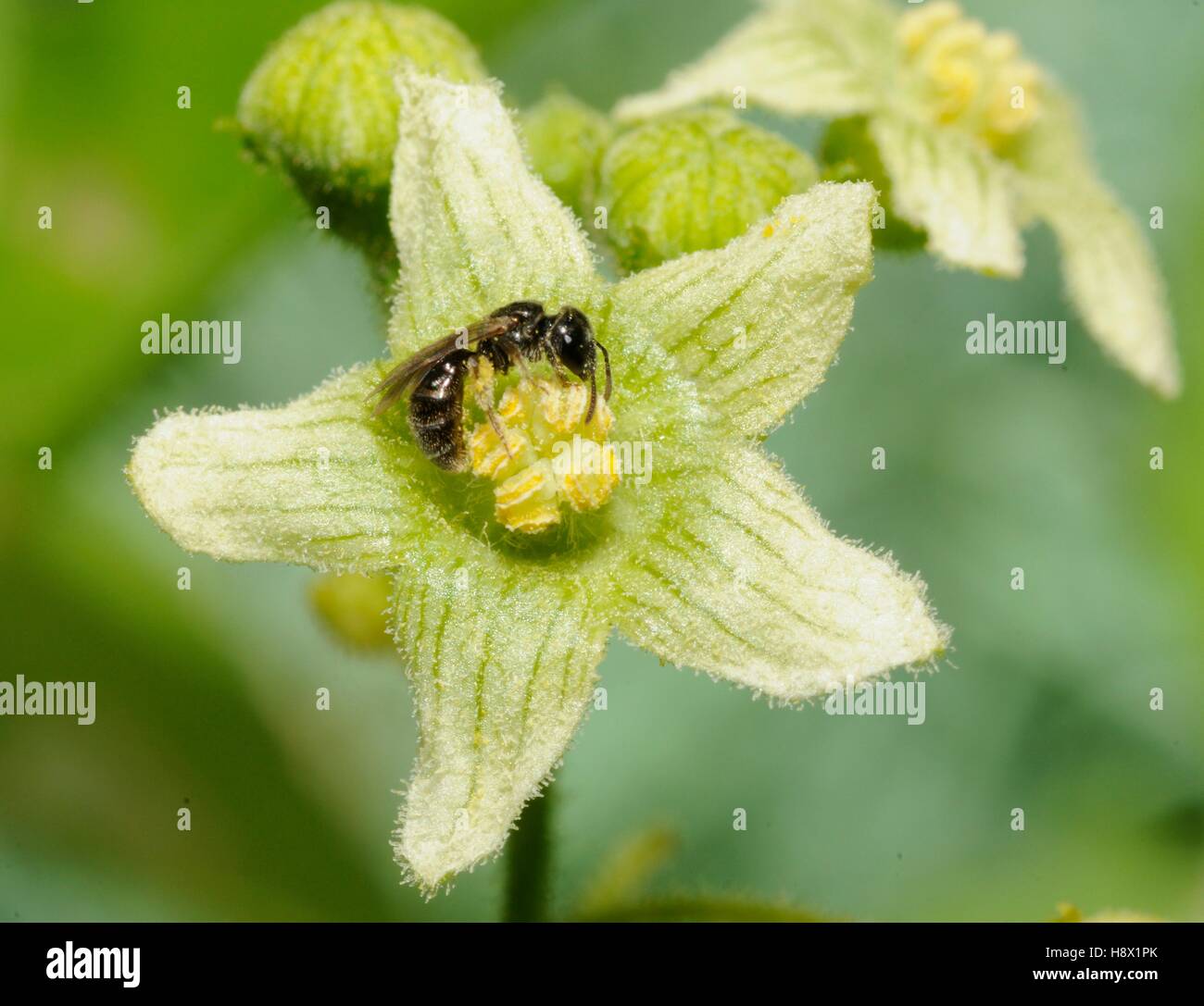 Sweat Bee (Halictus marginatus) on female Bryone 2015 July 03 Northern Vosges Regional Nature Park France ranked World Stock Photo