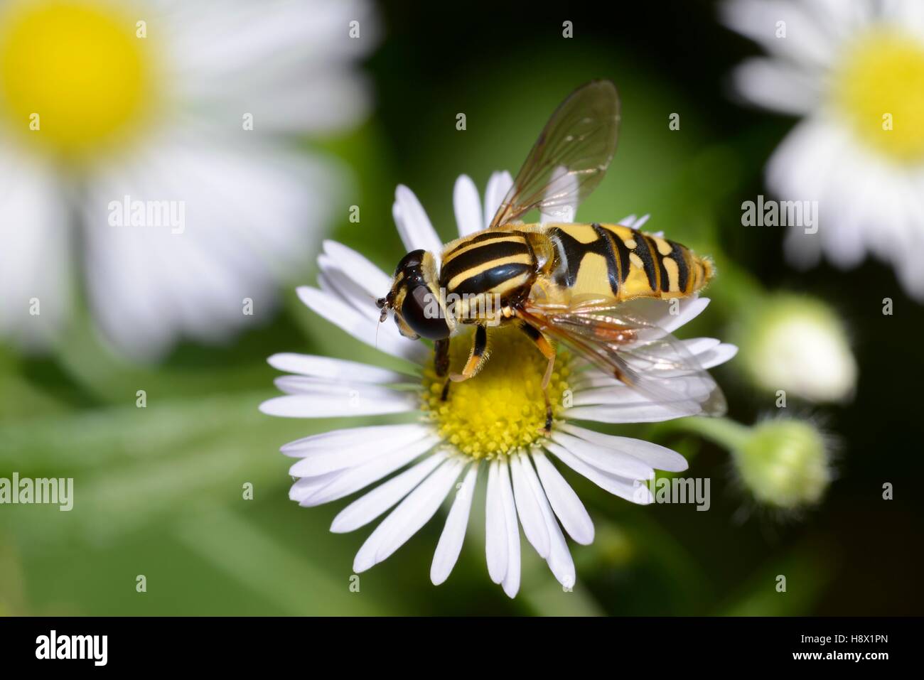 Hoverfly (Helophilus pendulus) on annual fleabane (Erigeron anuus) 10 September 2015 Northern Vosges Regional Nature Park Stock Photo