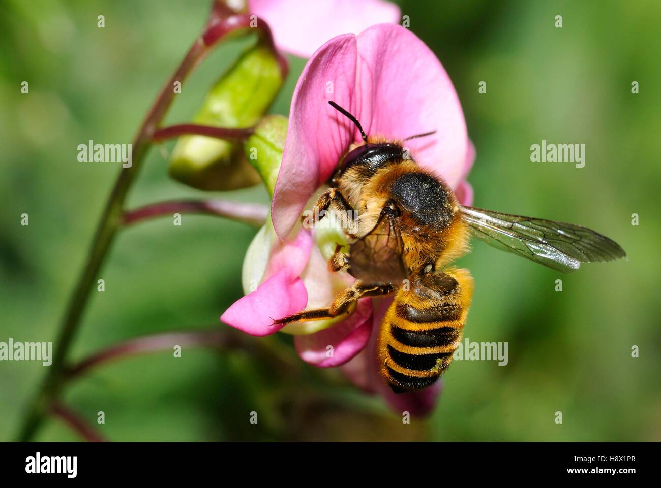 Leafcutter bee (Megachile ericetorum) female on Gesse (Lathyrus) 2015 June 15 Northern Vosges Regional Nature Park France Stock Photo