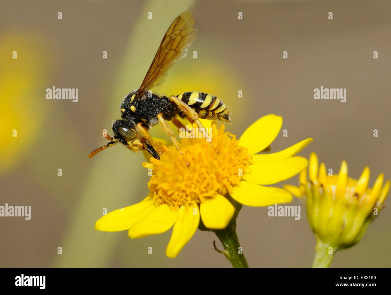Nomad Bee (Nomada goodeniana) on Pulicaire (Pulicaria dysenterica) 2015 July 18 Northern Vosges Regional Nature Park France Stock Photo