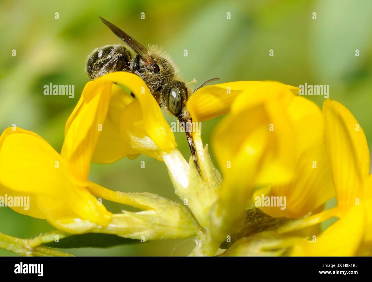 Mason Bee (Osmia gallarum) male on Horseshoe Vetch (Hippocrepis comosa) 2015 May 18 Northern Vosges Regional Nature Park France Stock Photo