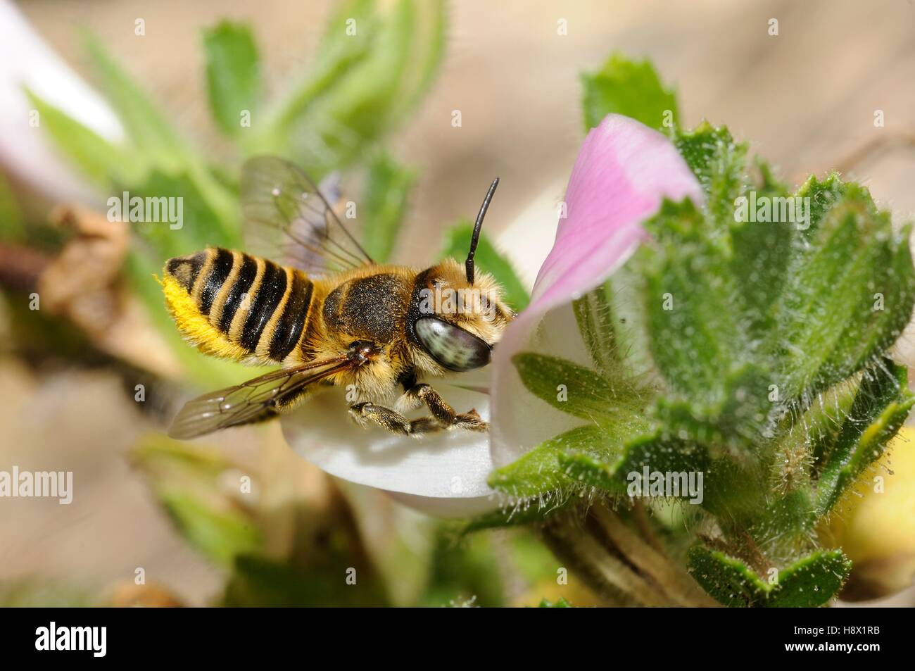 Mason Bee (Osmia pilidens) female on Common Restharrow (Ononis repens) 2015 08 08 Northern Vosges Regional Nature Park France Stock Photo