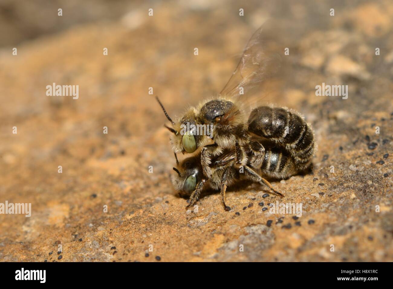 Mason Bees (Osmia ravouxi) mating 2015 June 07 Northern Vosges Regional Nature Park declared a World Biosphere Reserve by Stock Photo
