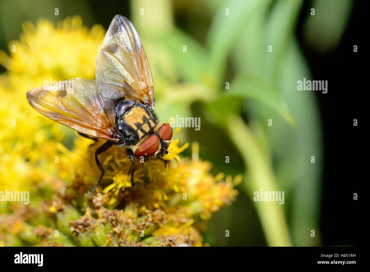 Tachinid fly (Phasia hemiptera) on Canada goldenrod 2015 September 03 Northern Vosges Regional Nature Park declared a World Stock Photo