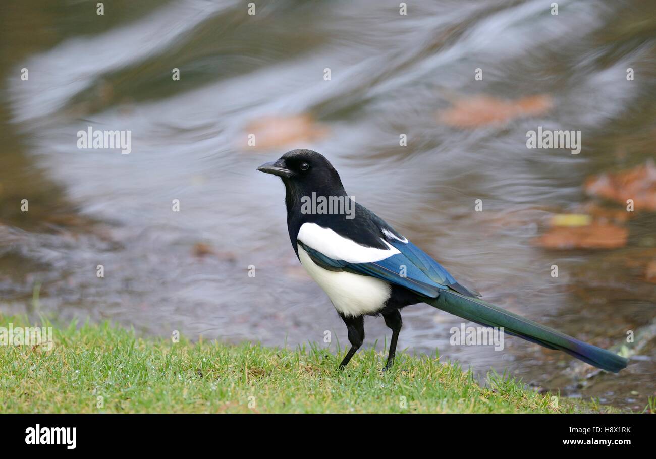 Magpie, Pica pica, 2015 December 23, Northern Vosges Regional Nature Park, declared a World Biosphere Reserve by UNESCO, France Stock Photo