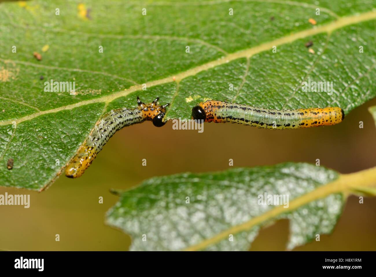 Willow Sawfly larvae (Pteronus salicis) on Willow 21 October 2015 Northern Vosges Regional Nature Park declared a World Stock Photo