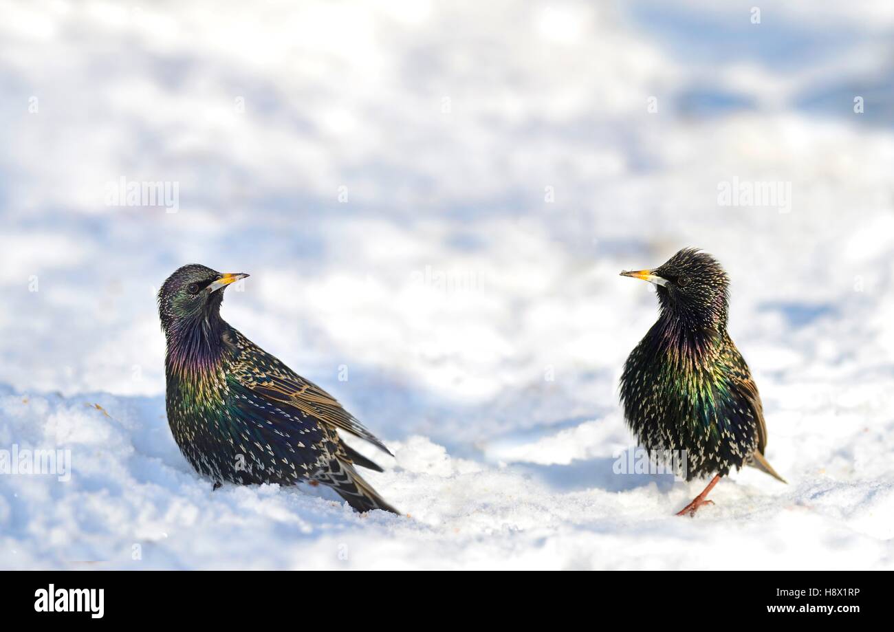 Common Starlings (Sturnus vulgaris) in snow January 20th 2016 Northern Vosges Regional Nature Park declared a World Biosphere Stock Photo