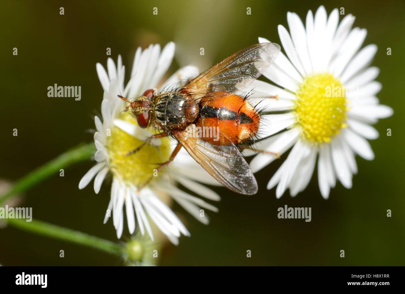 Tachinid Fly (Tachina fera) on annual fleabane (Erigeron anuus) 10 September 2015 Northern Vosges Regional Nature Park declared Stock Photo