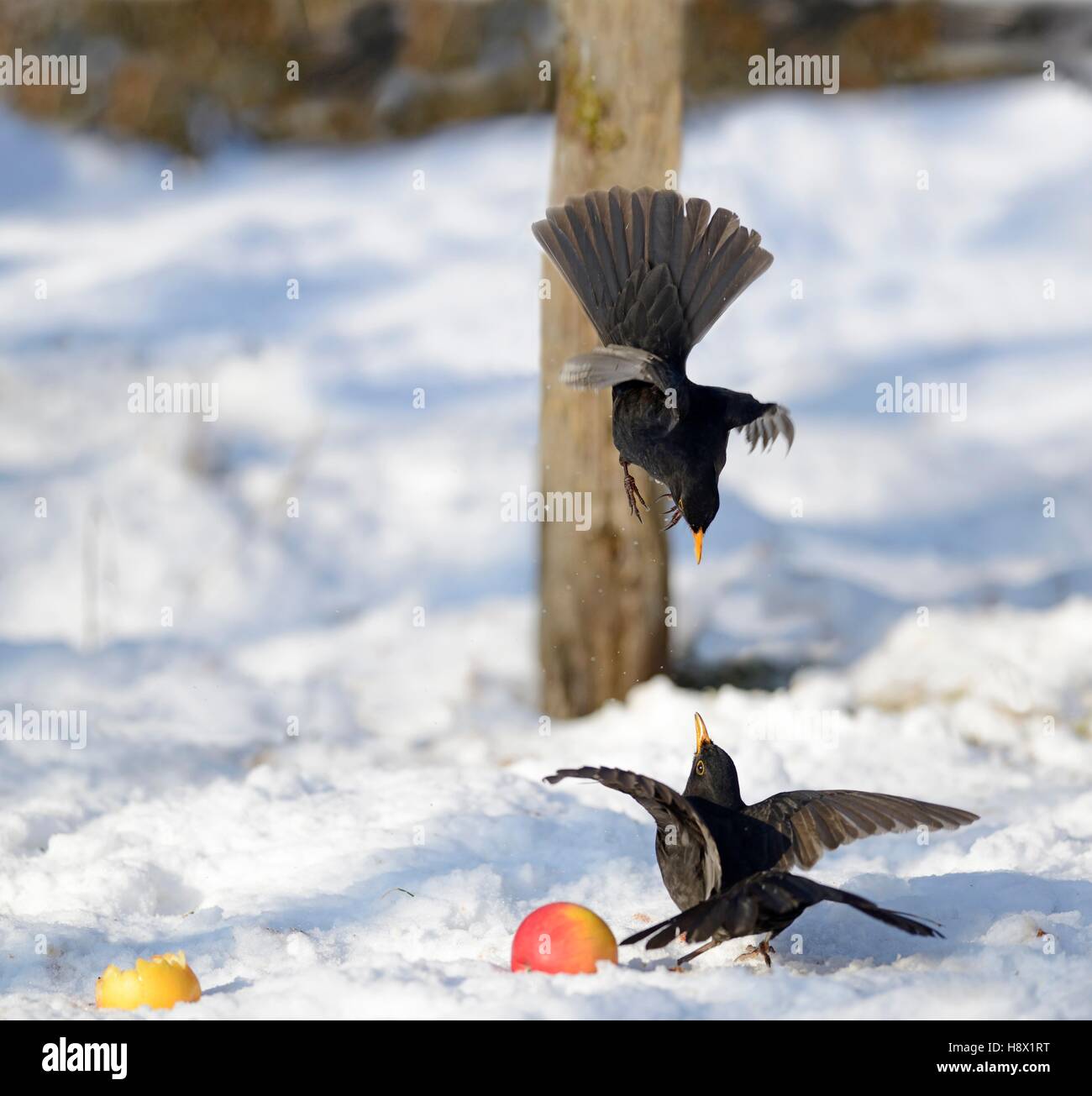 Blackbirds (Turdus merula) male fighting 2016 January 20 Northern Vosges Regional Nature Park declared a World Biosphere Stock Photo
