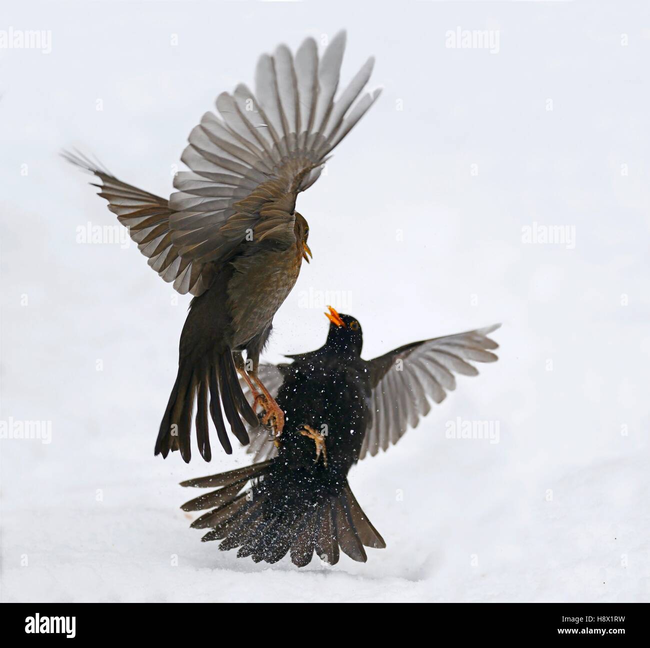 Fight between Blackbirds (Turdus merula) 16 January 2016 Northern Vosges Regional Nature Park declared a World Biosphere Stock Photo
