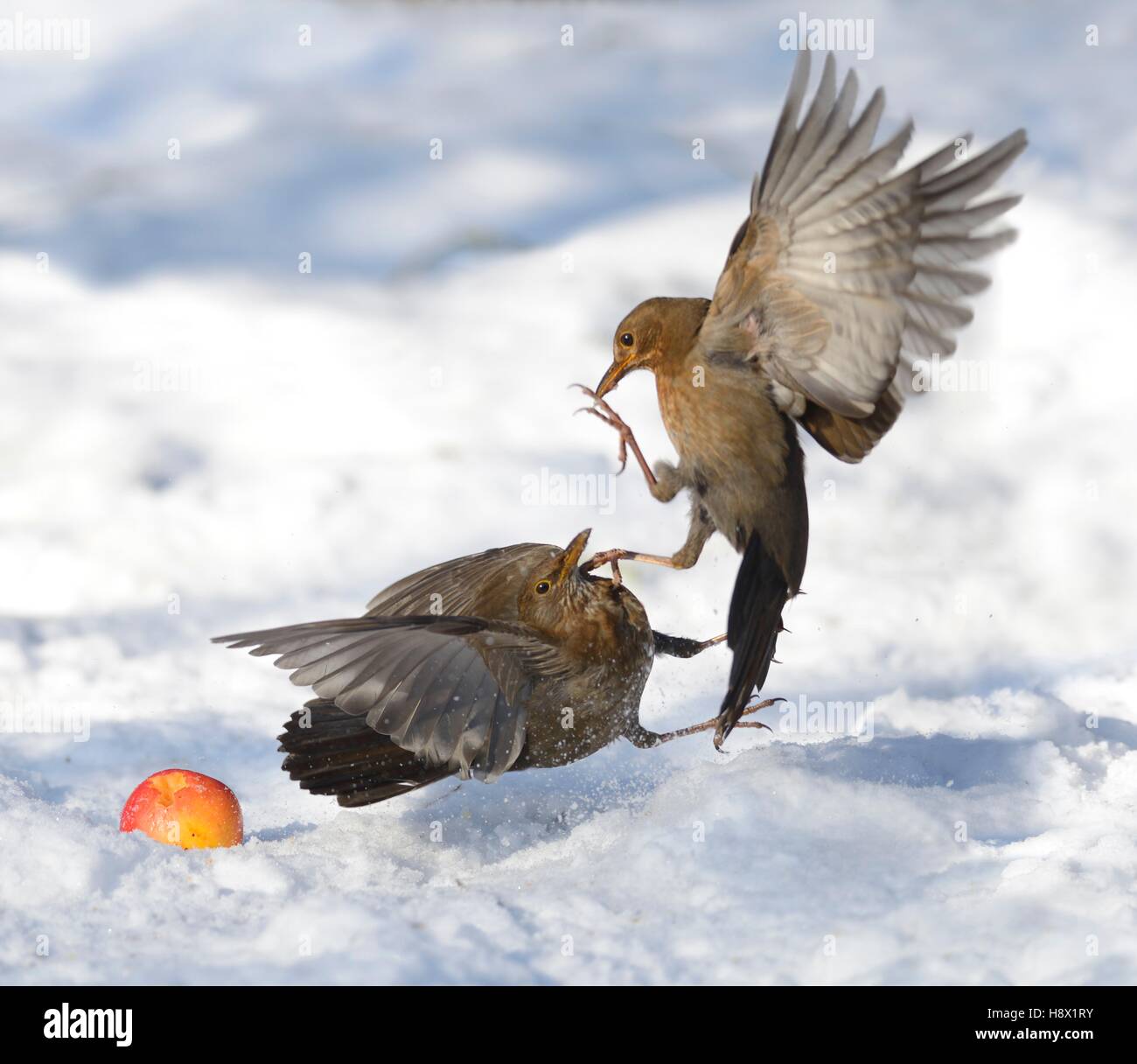 Fight between Blackbirds (Turdus merula) female 20 January 2016 Northern Vosges Regional Nature Park declared a World Biosphere Stock Photo