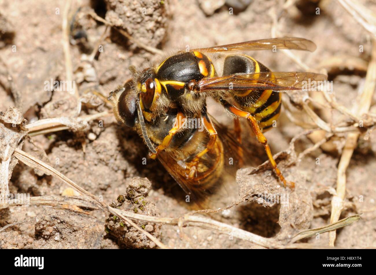Common Wasp (Vespa vulgaris) capturing a Hoverfly 2015 July 21 Northern Vosges Regional Nature Park France ranked World Stock Photo