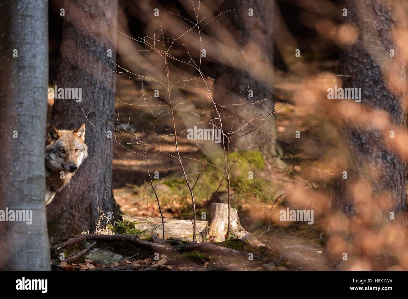 Grey wolf in forest, Bayerischer Wald Park, Germany Stock Photo - Alamy