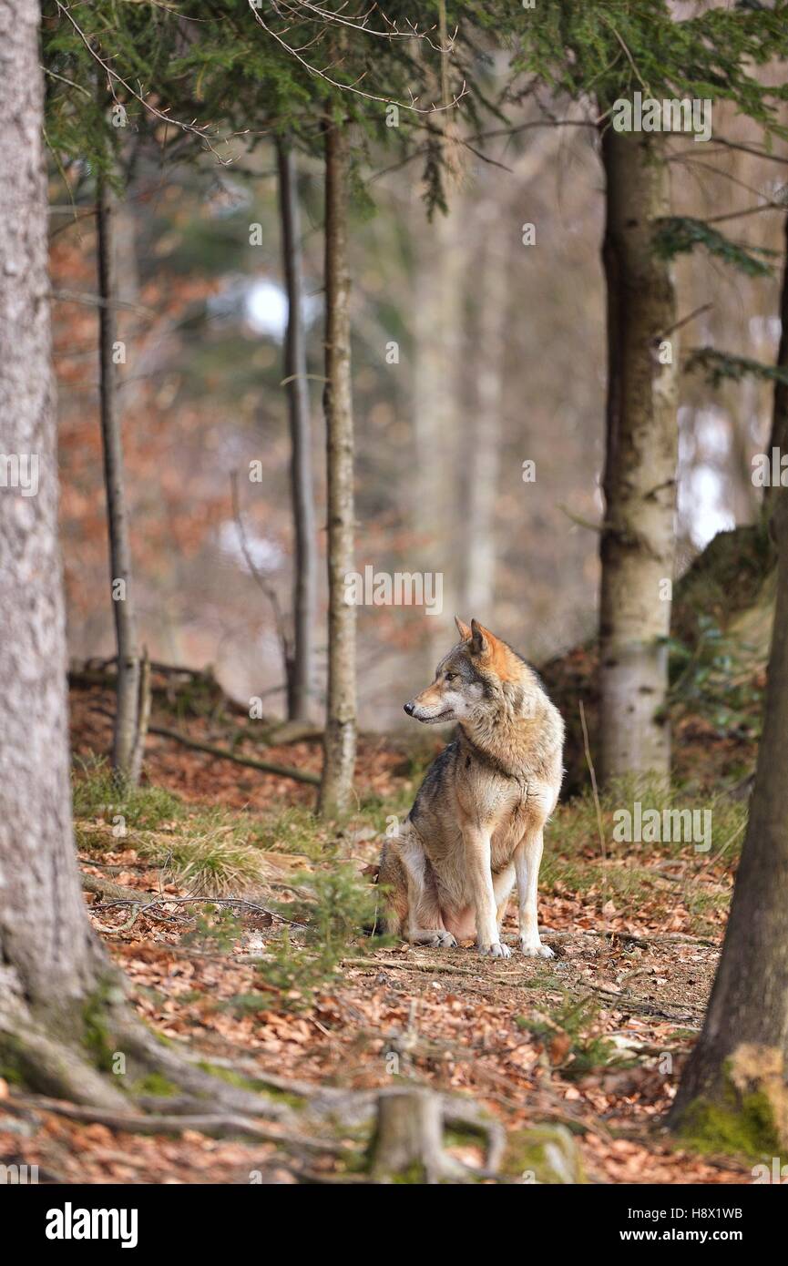 Grey wolf in forest, Bayerischer Wald Park, Germany Stock Photo - Alamy