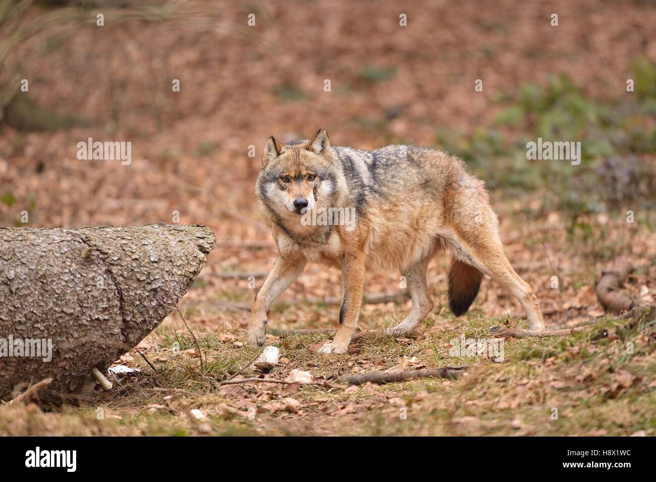 Grey wolf in forest, Bayerischer Wald Park, Germany Stock Photo - Alamy