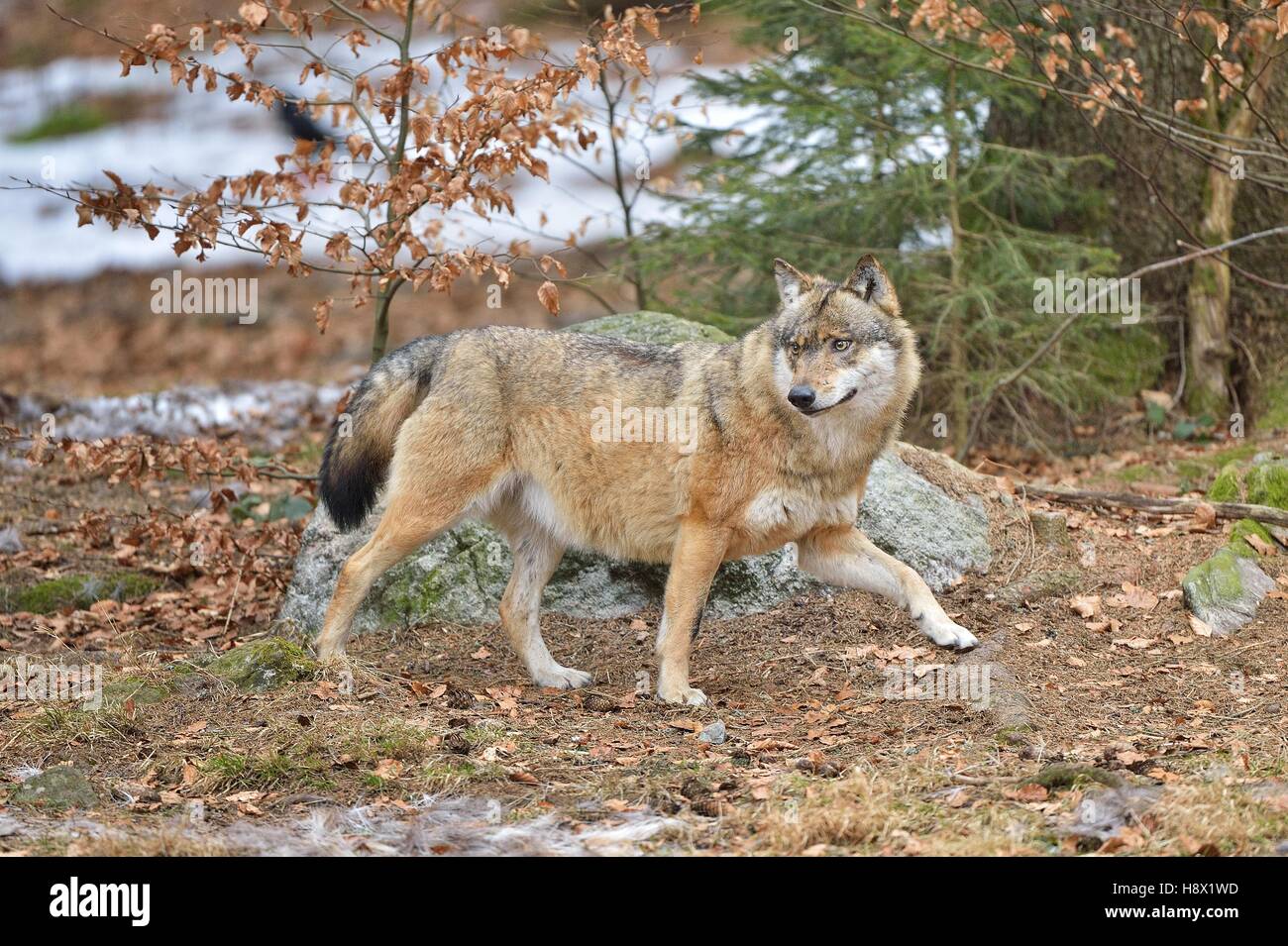 Grey wolf in forest, Bayerischer Wald Park, Germany Stock Photo - Alamy