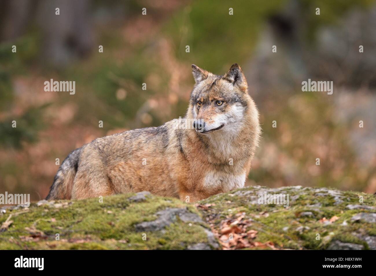 Grey wolf in forest, Bayerischer Wald Park, Germany Stock Photo - Alamy