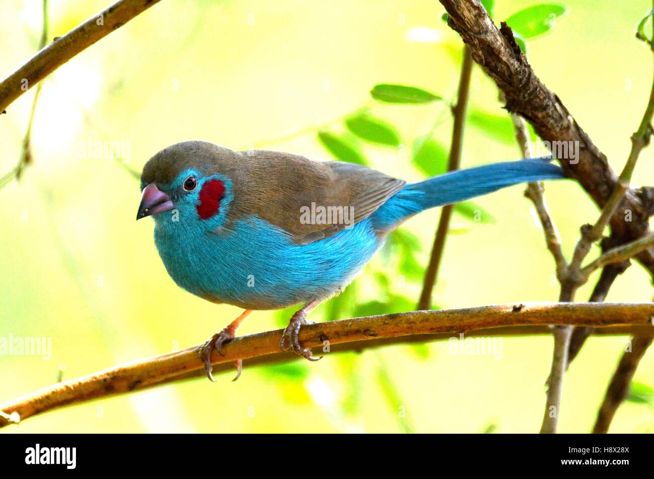 Tanzania. Bird watching. Red cheek cordon bleu Stock Photo - Alamy