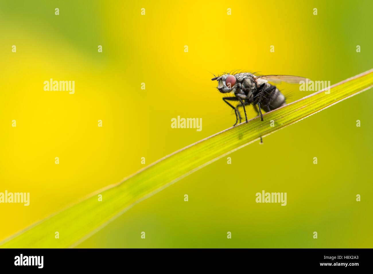 Spring Grass Fly Fly on blade of grass in the spring, France Stock Photo - Alamy