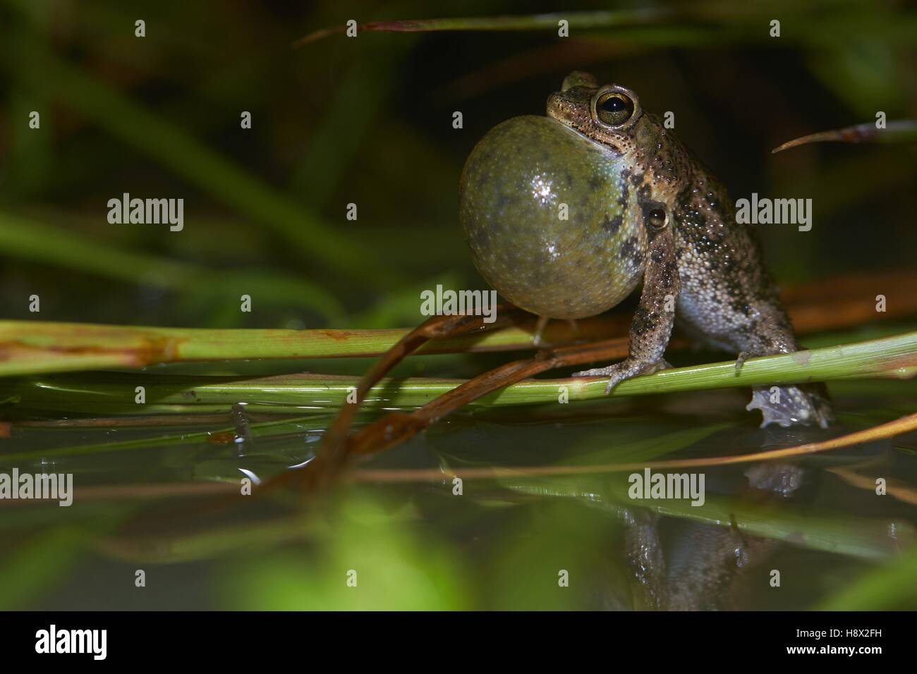Beaked Toad (Rhinella merianae ex Bufo granulosus merianae) male ...