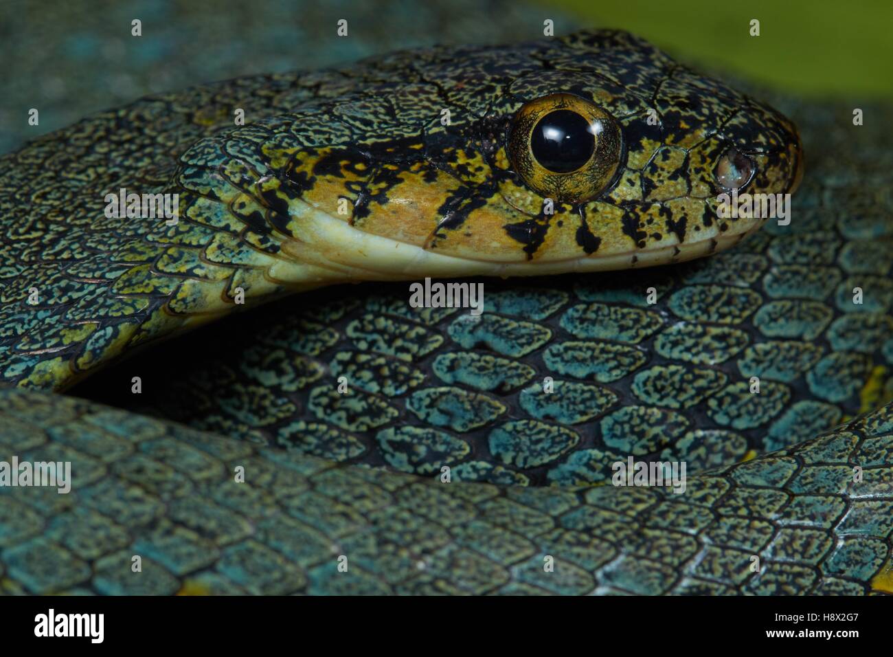 False lancehead (Thalesius viridis, ex Xenodon werneri, ex Procteria