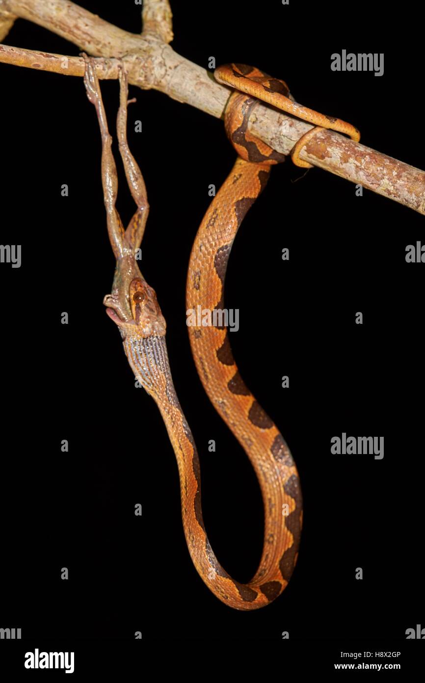 Banded Cat-eyed Snake (Leptodeira annulata) and Snouted Tree-frog ...