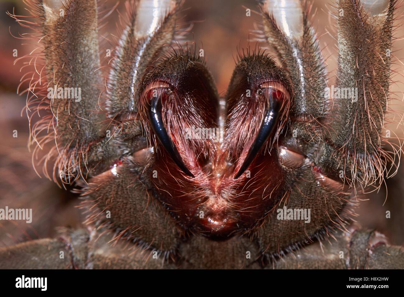 goliath tarantula eating a bird