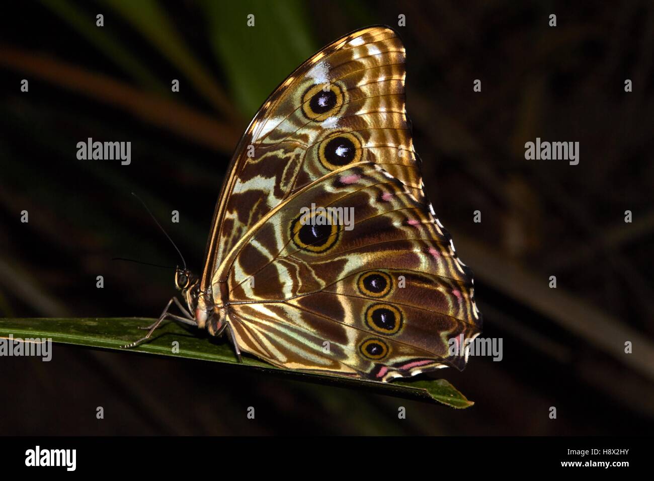Deidamia Morpho (Morpho deidamia) by night near a pond - Macouria ...