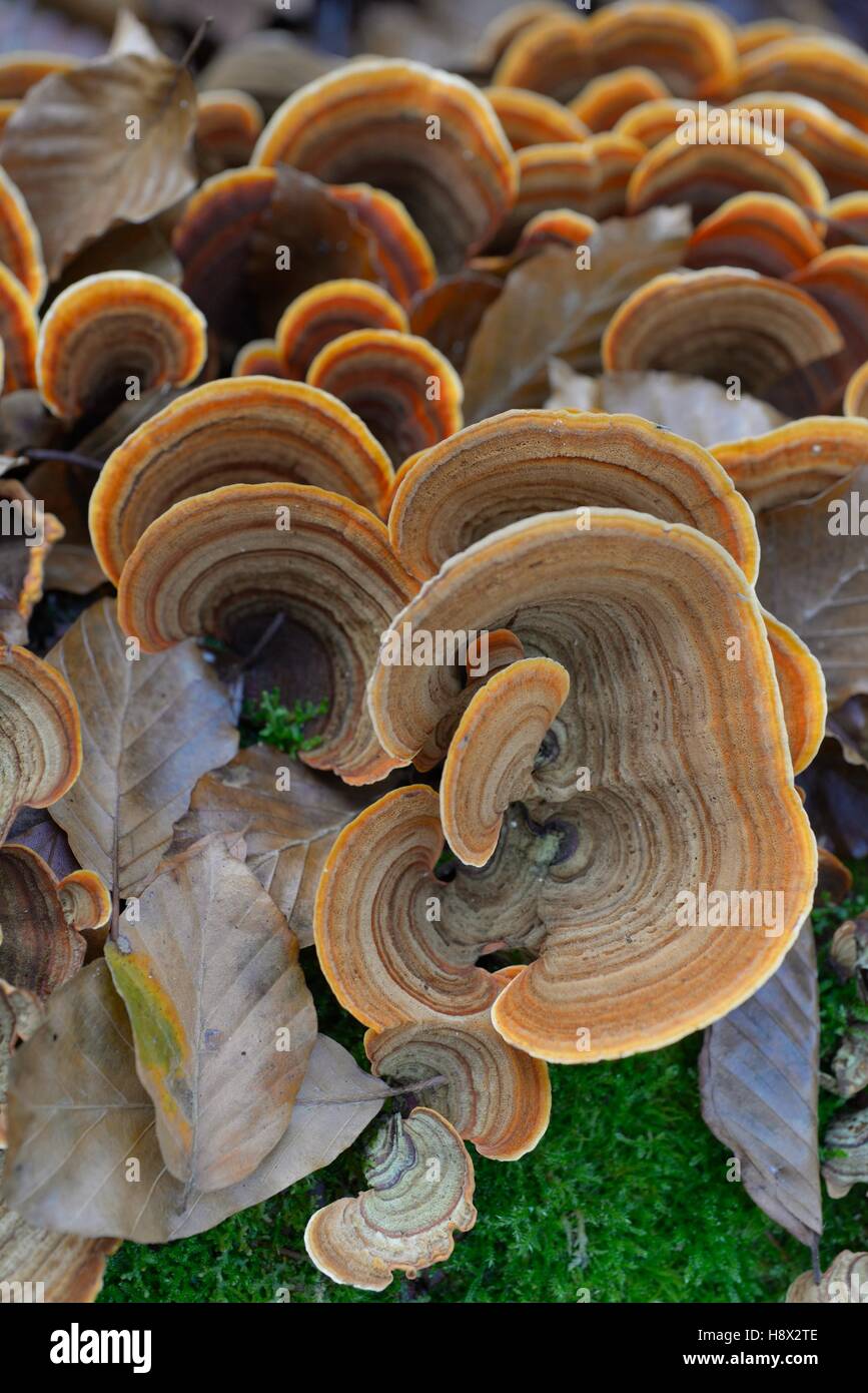 Yellow curtain crust fungi (Stereum insignitum). Growing on an old trunk Beech decaying. Loire-Atlantique, France Stock Photo