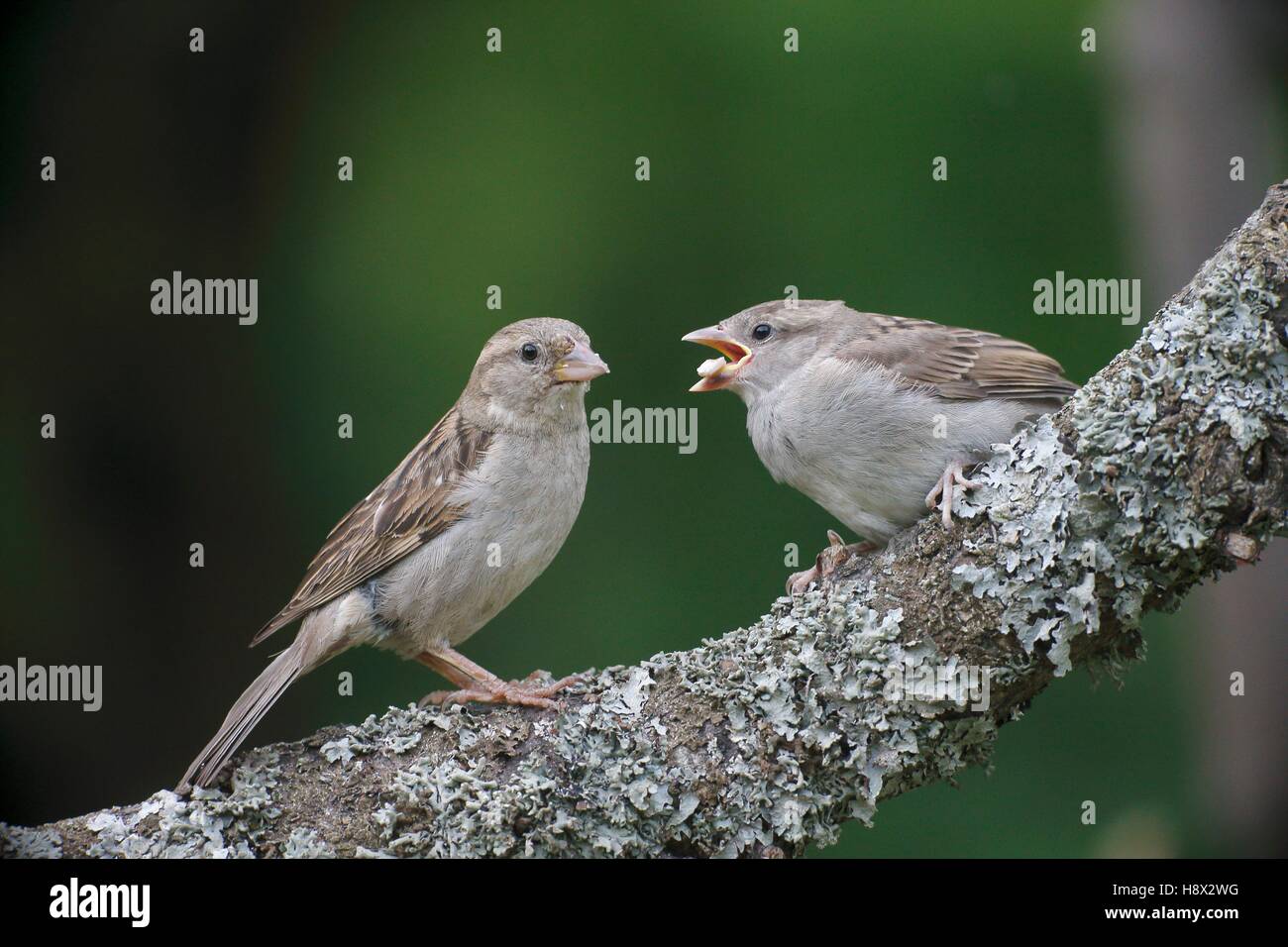 House sparrow, (Passer domesticus), single female feeding young on branch, Bulgaria Stock Photo
