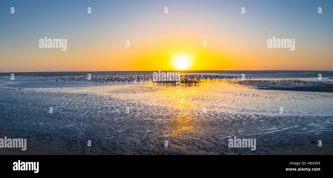 Flamingos, Salinas, Large saltwater lagoons in Walvis Bay, Namibia, Africa Stock Photo
