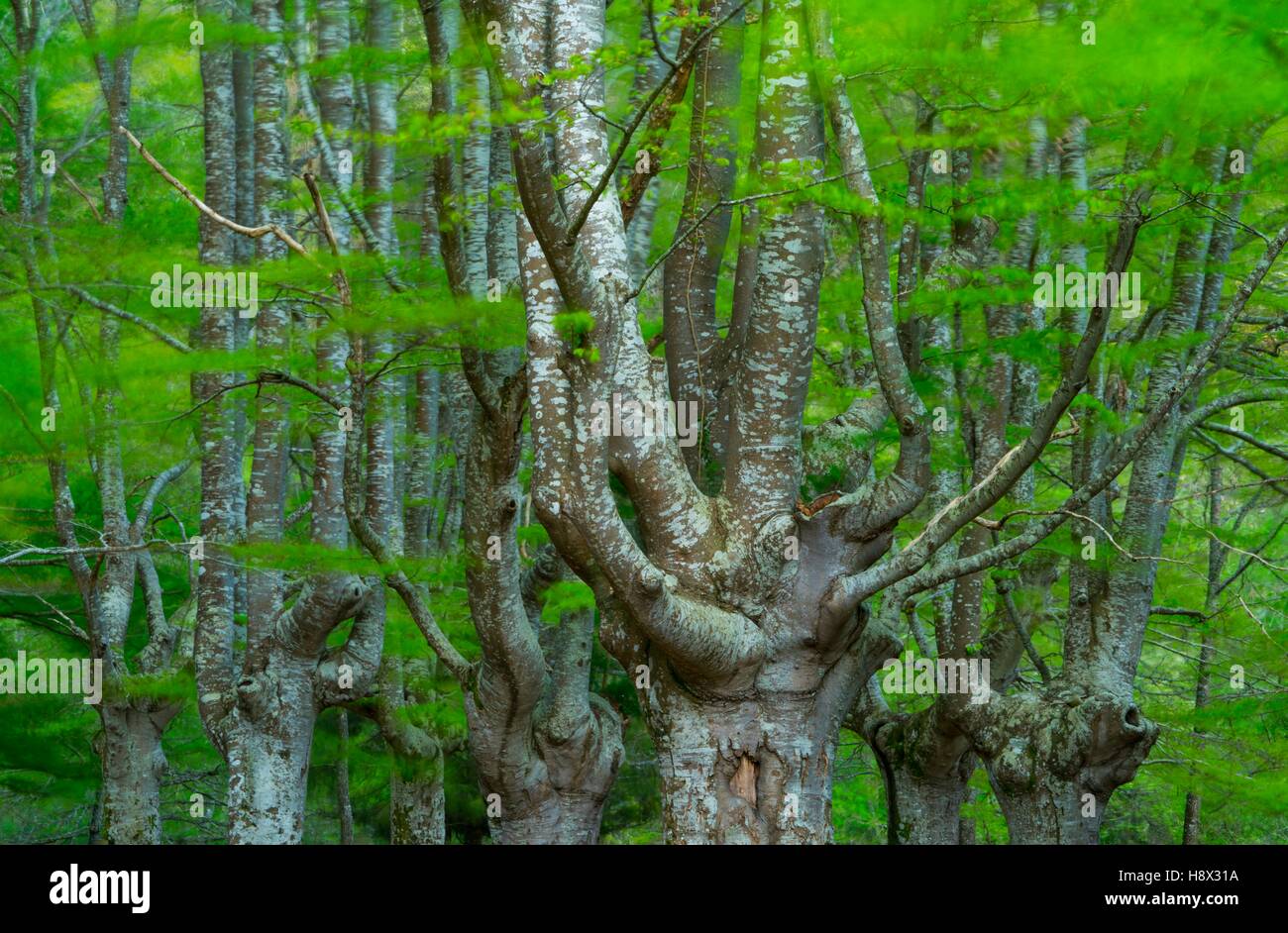 Pollarded trees, Beech forest, Sarria, Gorbeia Natural Park, Alava, Basque Country, Spain Stock Photo