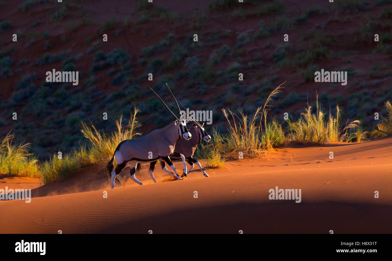 Gemsbok or gemsbuck (Oryx gazella), Namib Desert, Namibia, Africa Stock Photo